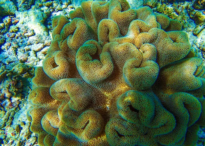 Biyadhoo Island Resort