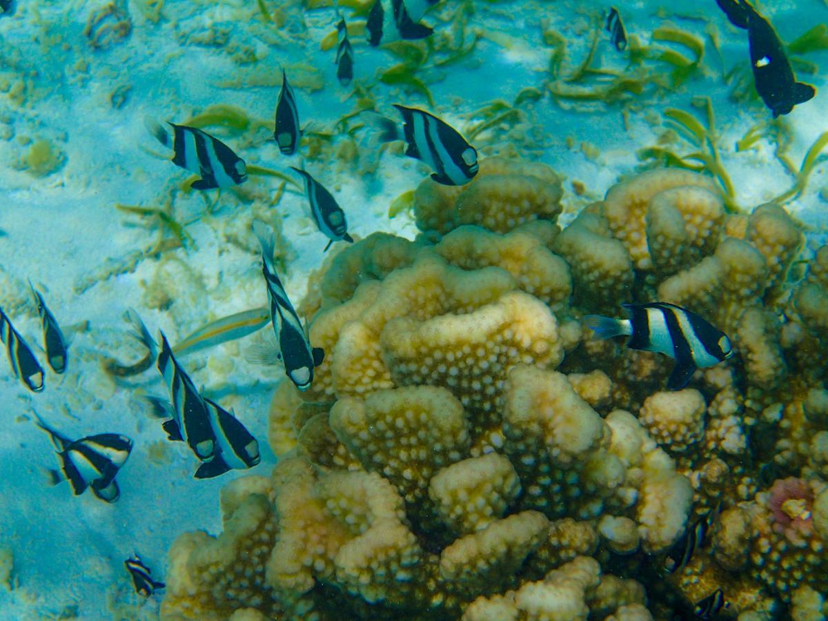 Island Biyadhoo